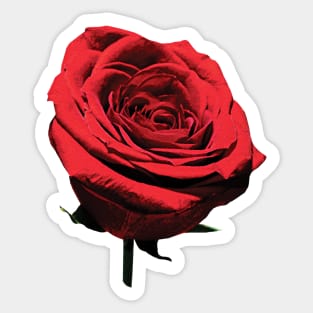 Roses - Red, Red Rose Sticker